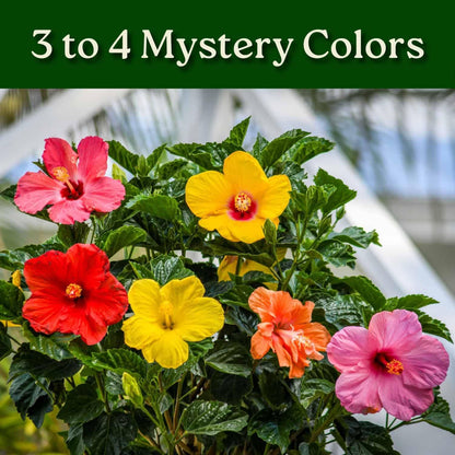 Braided Hibiscus Tree - Mixed (3 to 4 Flower Colors) - Overall Height 36" to 42"