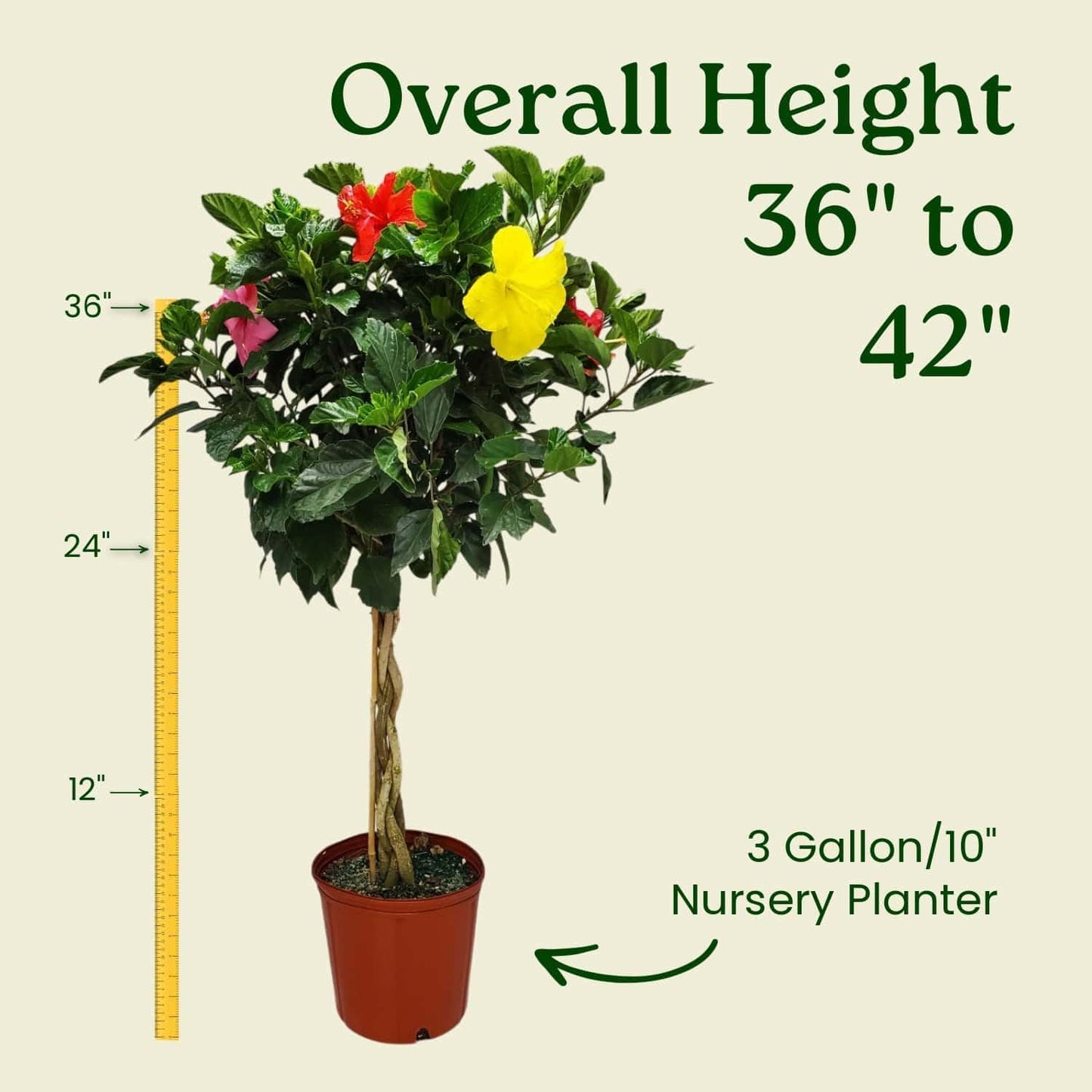 Braided Hibiscus Tree - Mixed (3 to 4 Flower Colors) - Overall Height 36" to 42"