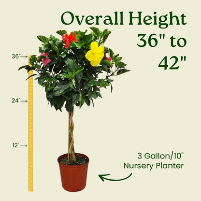 Braided Hibiscus Tree - Mixed (3 to 4 Flower Colors) - Overall Height 36" to 42"