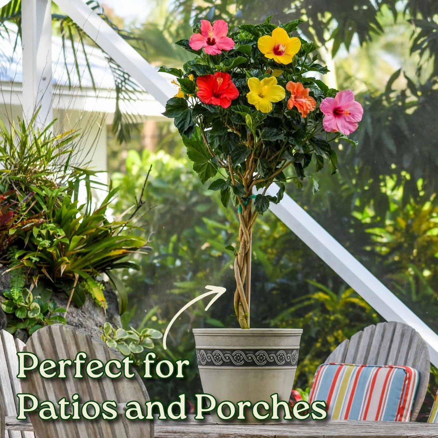 Braided Hibiscus Tree - Mixed (3 to 4 Flower Colors) - Overall Height 36" to 42"