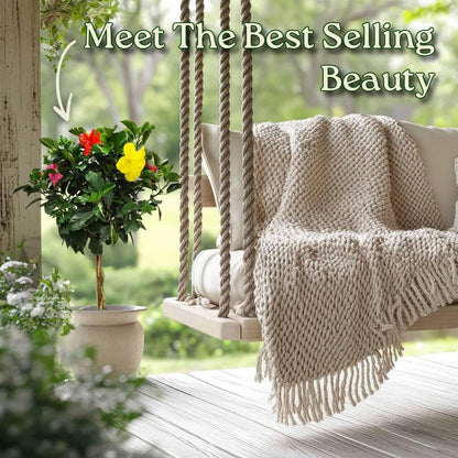 Braided Hibiscus Tree - Mixed (3 to 4 Flower Colors) - Overall Height 36" to 42"