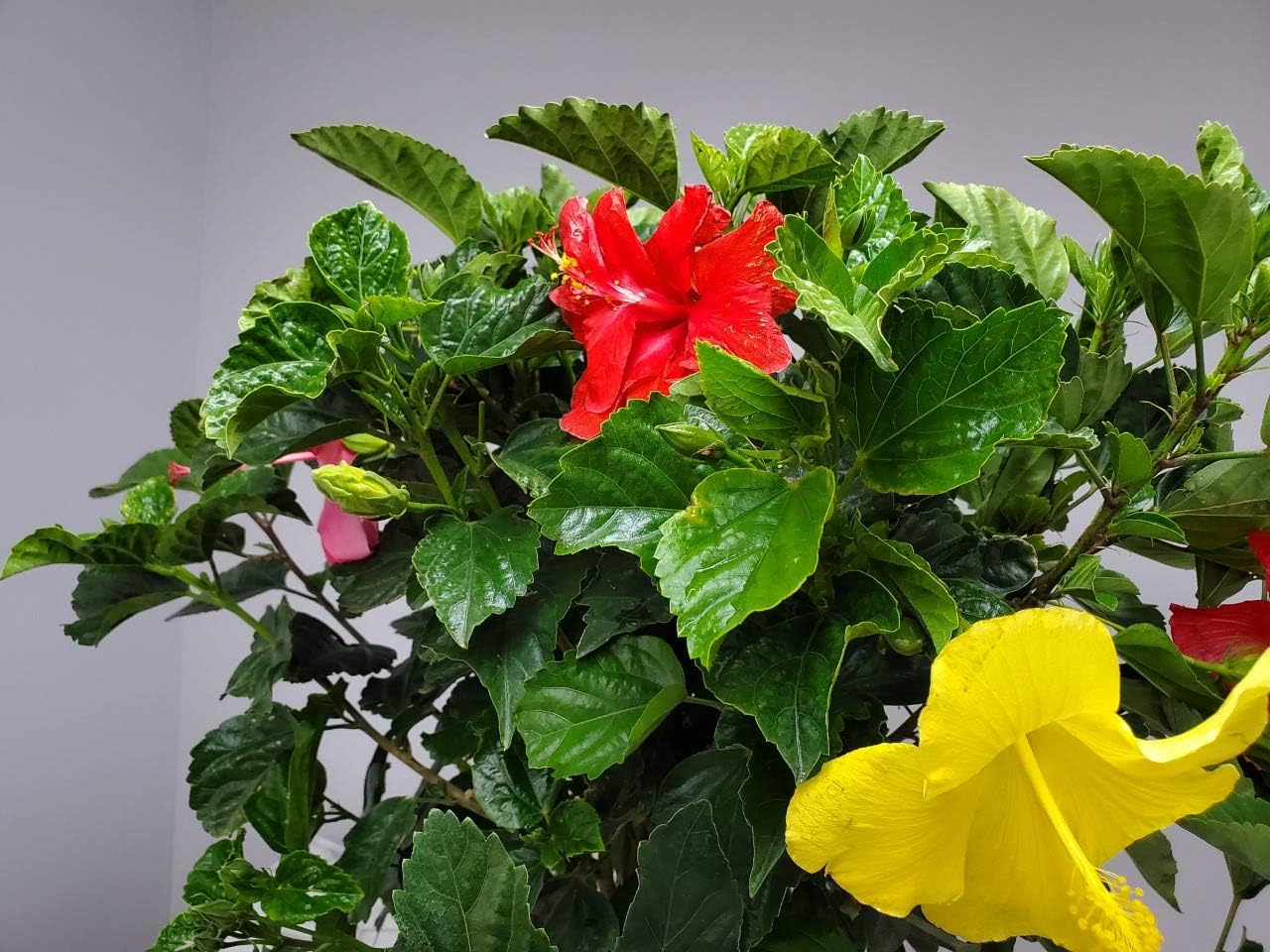 Braided Hibiscus Tree - Mixed (3 to 4 Flower Colors) - Overall Height 36" to 42"