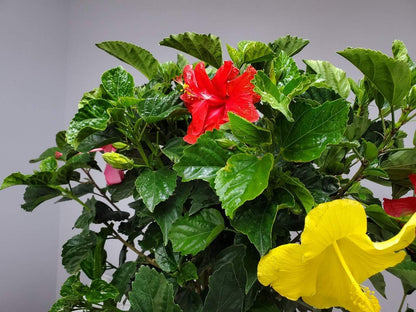 Braided Hibiscus Tree - Mixed (3 to 4 Flower Colors) - Overall Height 36" to 42"