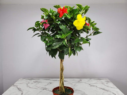 Braided Hibiscus Tree - Mixed (3 to 4 Flower Colors) - Overall Height 36" to 42"