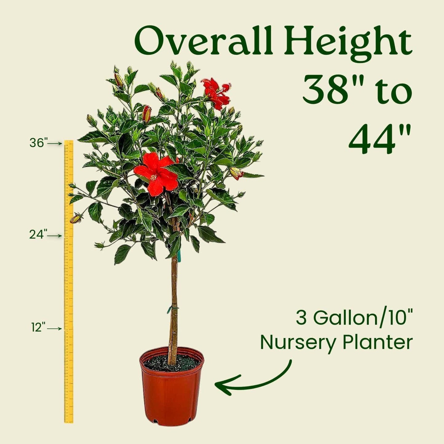 Braided Hibiscus Tree - Mixed (3 to 4 Flower Colors) - Overall Height 36" to 42"