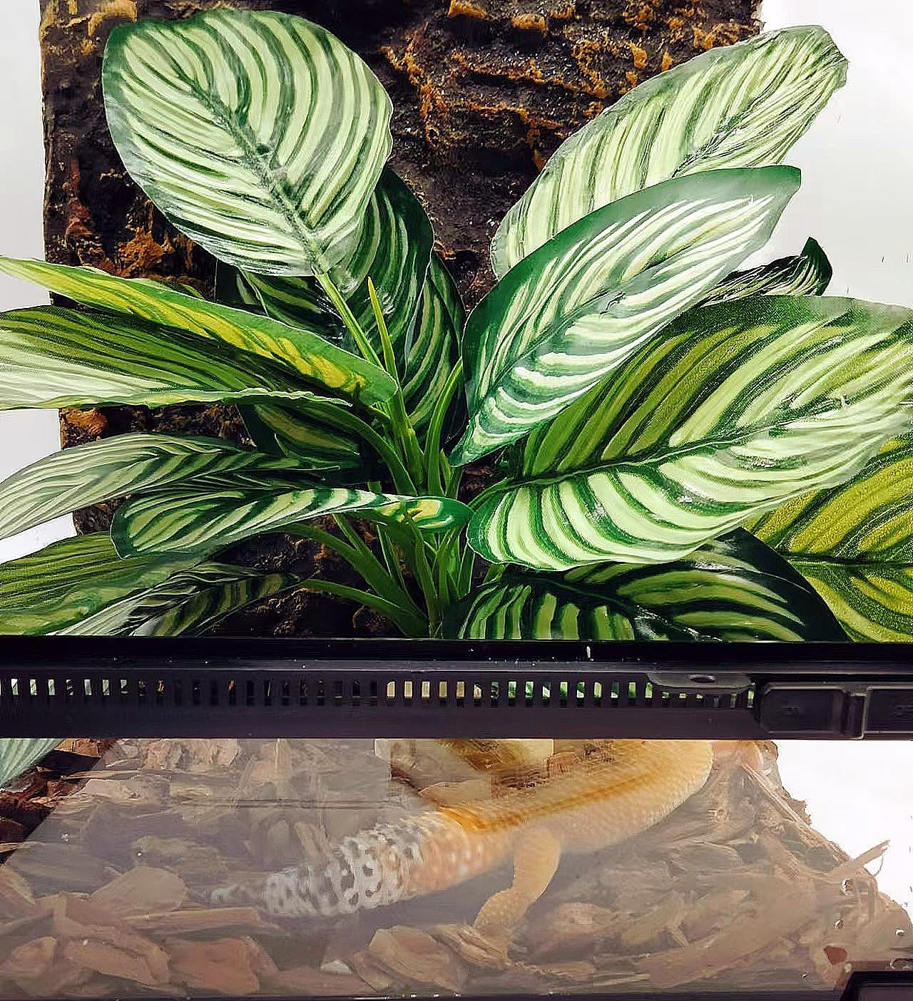 Reptile Terrarium Decor Plants,Amphibian Habitat Decor,Artificial Plants for Tank Accessories (Calathea makoyana -B)