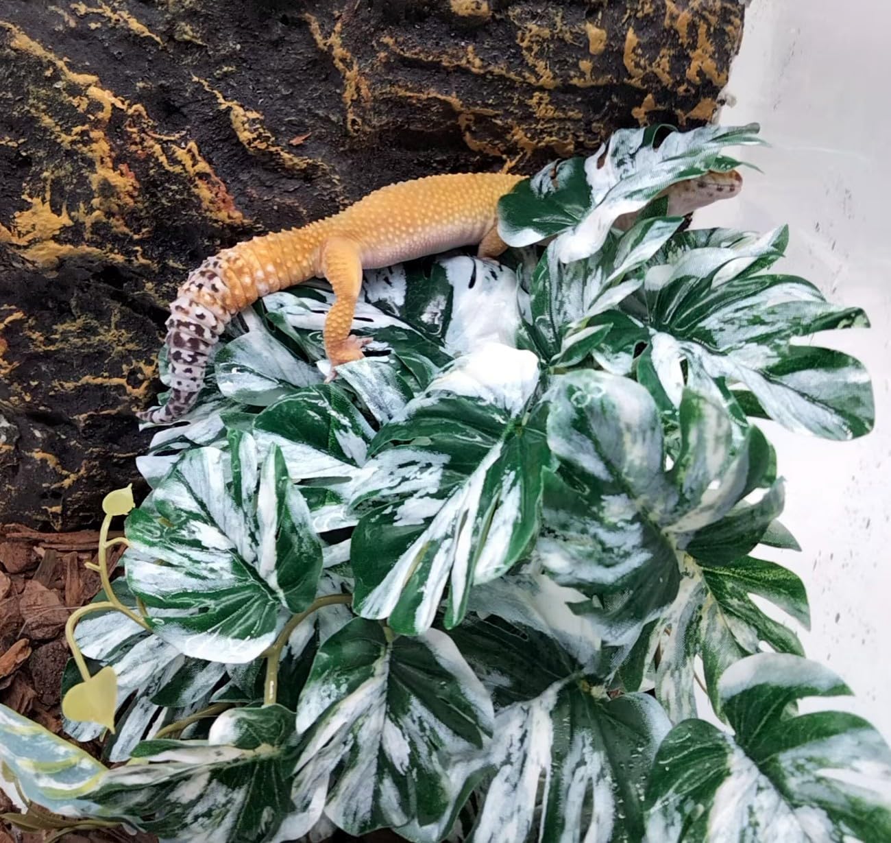 Reptile Terrarium Decor Plants,Amphibian Habitat Decor,Artificial Plants for Tank Accessories (Calathea makoyana -B)