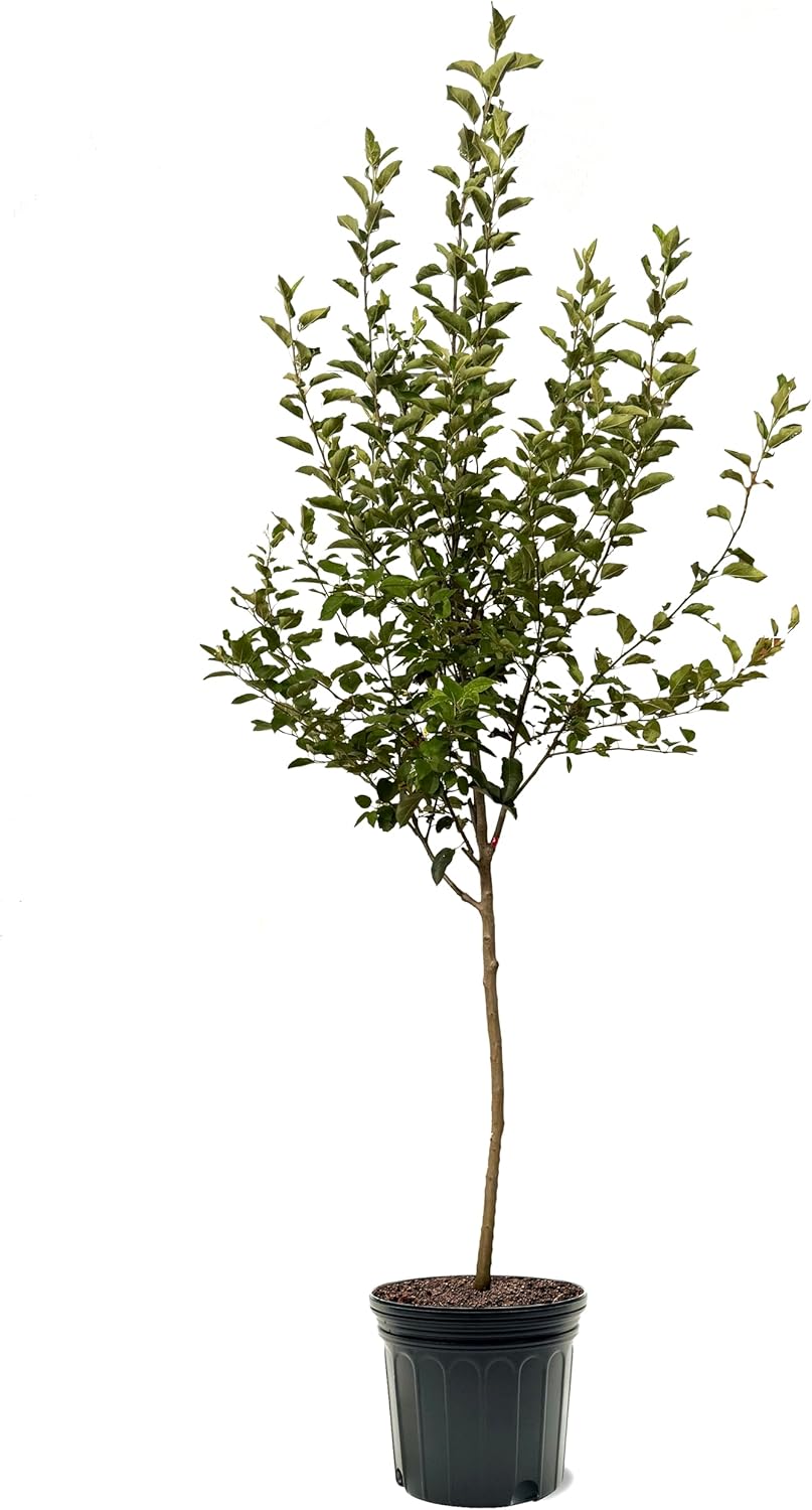 Liberty Apple Tree, Premier Size, Fruits 2 Years Faster, Largest Deliverable Size, 7 gal. Nursery Pot (Due to Agricultural Laws, we Cannot Ship to CA, AZ, AK, or HI)