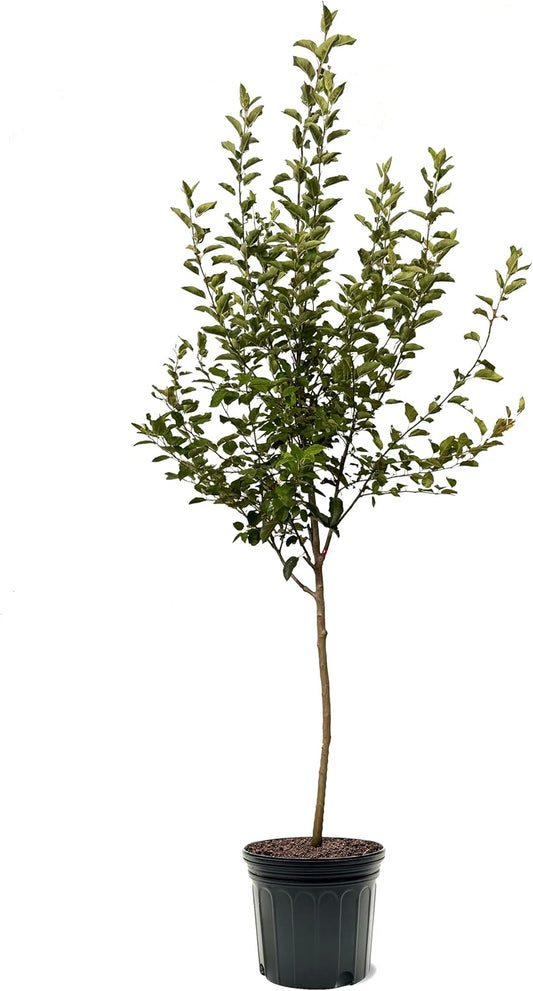Liberty Apple Tree, Premier Size, Fruits 2 Years Faster, Largest Deliverable Size, 7 gal. Nursery Pot (Due to Agricultural Laws, we Cannot Ship to CA, AZ, AK, or HI)