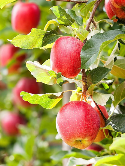 Liberty Apple Tree, Premier Size, Fruits 2 Years Faster, Largest Deliverable Size, 7 gal. Nursery Pot (Due to Agricultural Laws, we Cannot Ship to CA, AZ, AK, or HI)