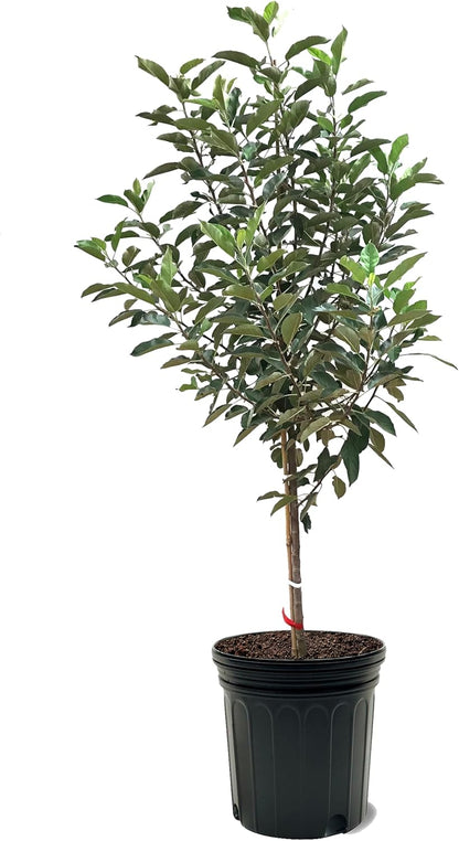 Liberty Apple Tree, Premier Size, Fruits 2 Years Faster, Largest Deliverable Size, 7 gal. Nursery Pot (Due to Agricultural Laws, we Cannot Ship to CA, AZ, AK, or HI)