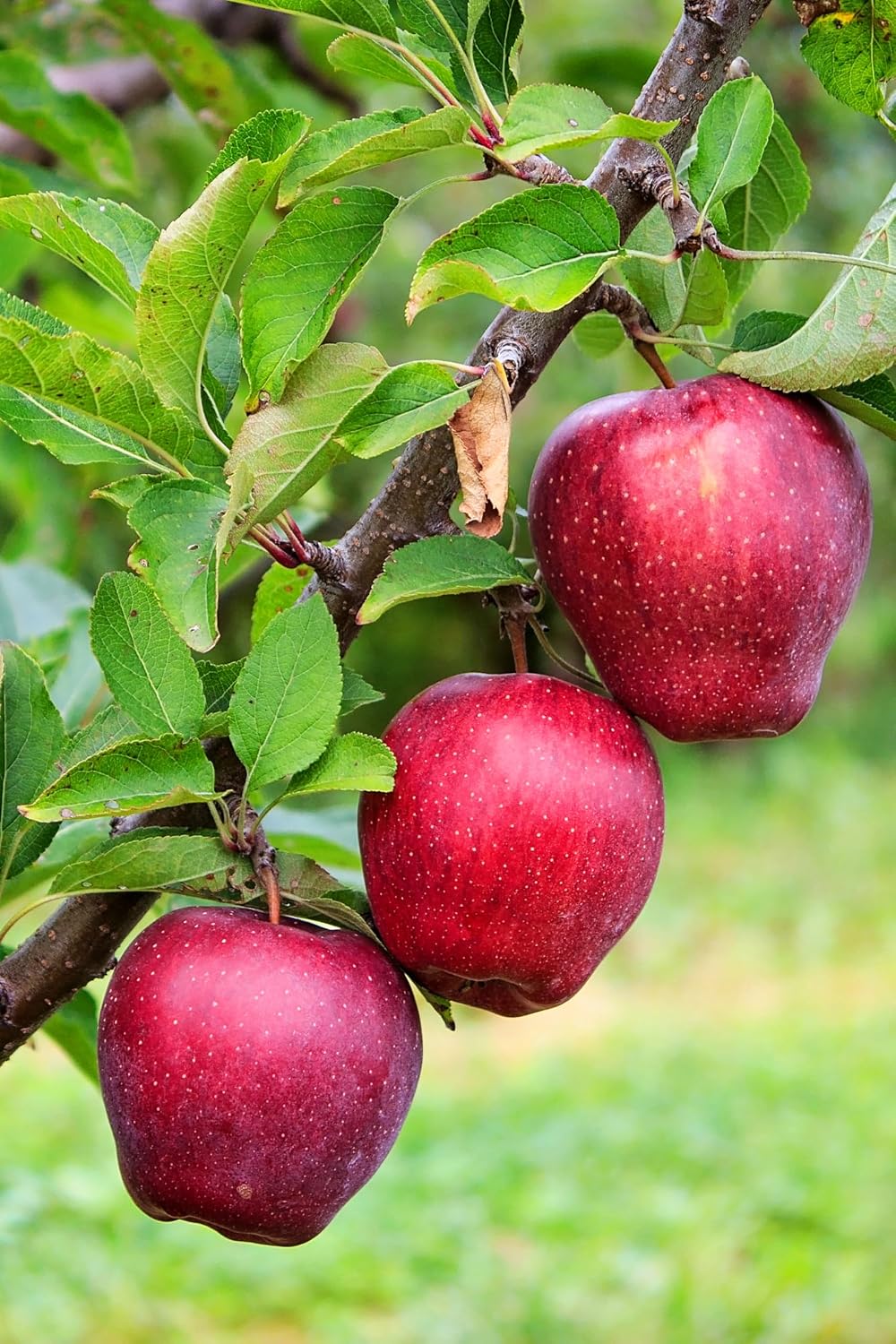 Liberty Apple Tree, Premier Size, Fruits 2 Years Faster, Largest Deliverable Size, 7 gal. Nursery Pot (Due to Agricultural Laws, we Cannot Ship to CA, AZ, AK, or HI)