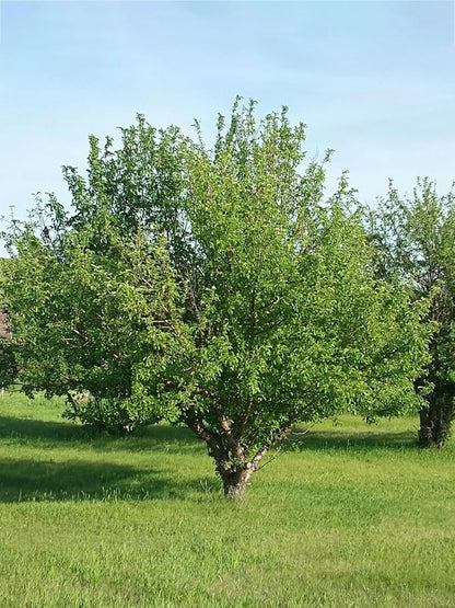 Liberty Apple Tree, Premier Size, Fruits 2 Years Faster, Largest Deliverable Size, 7 gal. Nursery Pot (Due to Agricultural Laws, we Cannot Ship to CA, AZ, AK, or HI)
