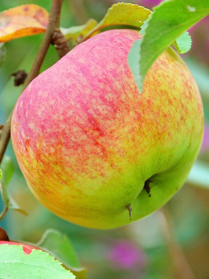 Liberty Apple Tree, Premier Size, Fruits 2 Years Faster, Largest Deliverable Size, 7 gal. Nursery Pot (Due to Agricultural Laws, we Cannot Ship to CA, AZ, AK, or HI)