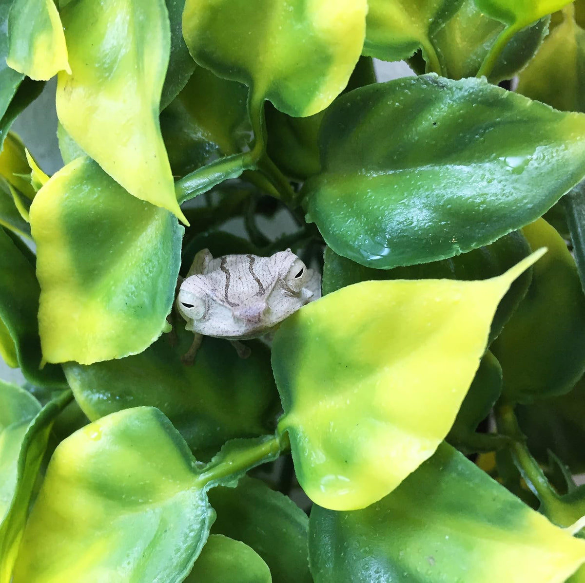 Plastic Terrarium Plant, Small, Mandarin