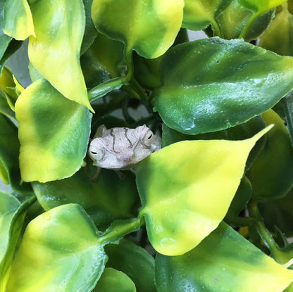 Plastic Terrarium Plant, Small, Mandarin