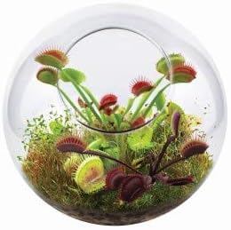 Cactus Succulent Glass Terrarium Starter Kit from - Grow Your Own Indoor Desert Terrariums - Includes Live Cacti Plants and Easy Setup with Complete Terrarium Supplies
