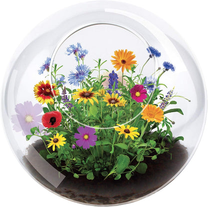 Cactus Succulent Glass Terrarium Starter Kit from - Grow Your Own Indoor Desert Terrariums - Includes Live Cacti Plants and Easy Setup with Complete Terrarium Supplies