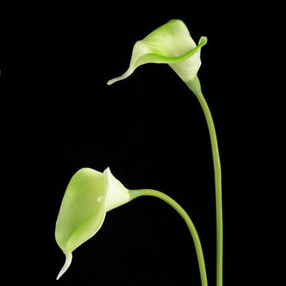 20Pcs Artificial Calla Lily Flower Real Touch Latex Flowers for DIY Wedding Bouquet Party Home Decor (Coral)