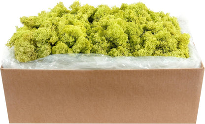 21669 Reindeer Moss Preserved, Chartreuse, 8oz (200 cubic inch)