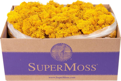 21669 Reindeer Moss Preserved, Chartreuse, 8oz (200 cubic inch)