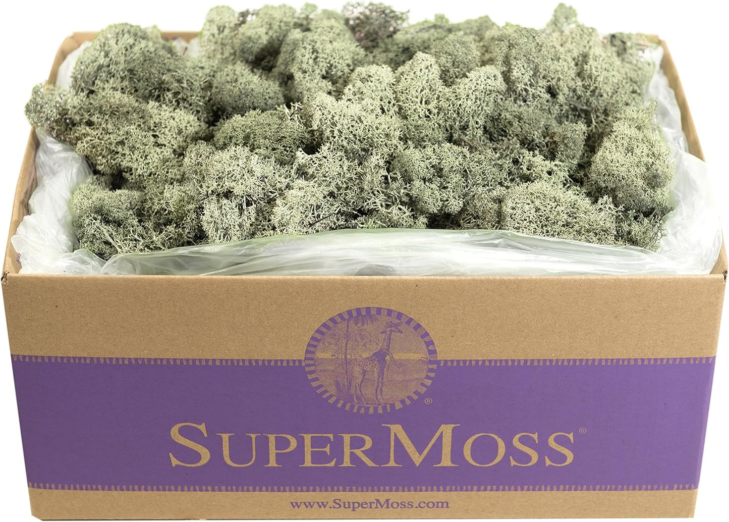 21669 Reindeer Moss Preserved, Chartreuse, 8oz (200 cubic inch)