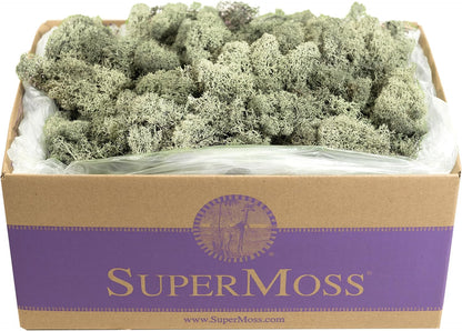 21669 Reindeer Moss Preserved, Chartreuse, 8oz (200 cubic inch)