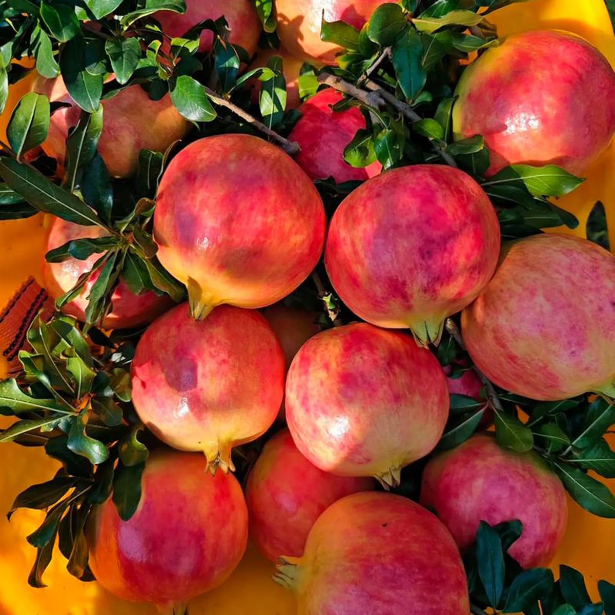 Organic Pomegranate Seeds for Planting Outdoor, 50pcs Organic Pomegranates Fruits Tree Seeds Non-GMO Heirloom Sweet Edible Fruit Plants, Sweet Juicy Fruits Plants in Your Home Garden