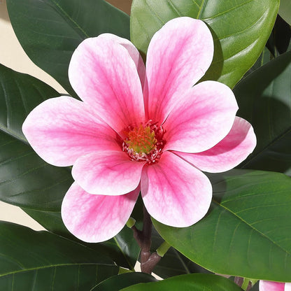 6ft Artificial Magnolia Tree, Faux Rubber Plant Floor Plant in White Planter, with 7 Pcs Magnolia Flowers for Home Decor for Home Office Living Room Decor