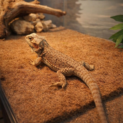 6-Pack Natural Coconut Fiber Reptile Carpet, 12x12 Inch Eco-Friendly Terrarium Liner & Bedding for Lizard, Snake, Turtle, Tortoise, Bunny Habitat