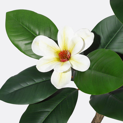 5FT Tall Lifelike Artificial Magnolia Tree with 7 Pcs Magnolia Flowers in White Planter Pot, Rubber Tree Faux Plants Indoor Artificial Plants & Flowers for Home Office Living Room Decor