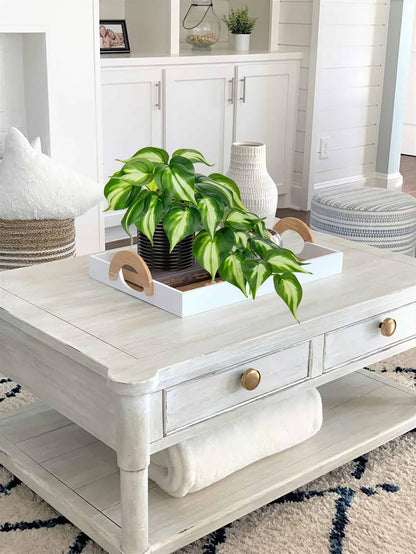 Artificial Plants Potted Alocasia Amazonica Polly Faux Plant with White Ceramic Pot Fake Hanging Plants Indoor for Home Living Room Shelf Office Aesthetic Decor