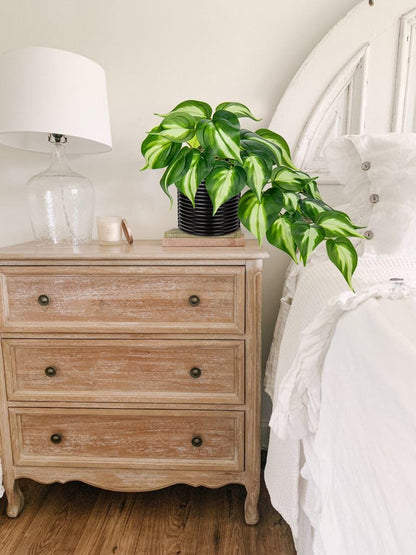 Artificial Plants Potted Alocasia Amazonica Polly Faux Plant with White Ceramic Pot Fake Hanging Plants Indoor for Home Living Room Shelf Office Aesthetic Decor