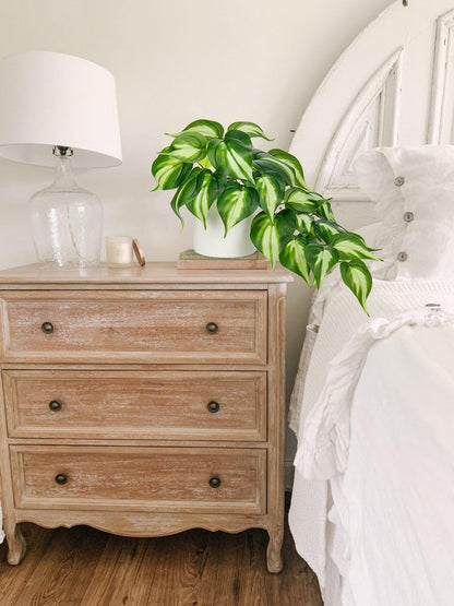 Artificial Plants Potted Alocasia Amazonica Polly Faux Plant with White Ceramic Pot Fake Hanging Plants Indoor for Home Living Room Shelf Office Aesthetic Decor