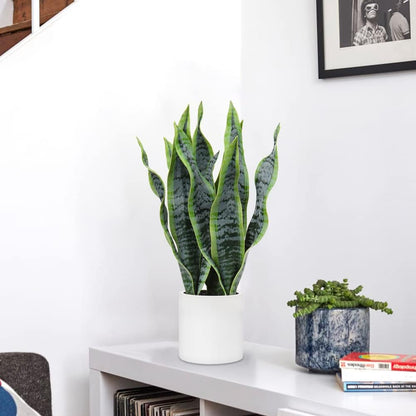 Fake Snake Plant 16" Faux Potted Plant Artificial Snake Plant with White Ceramic Pot Sansevieria Plant Perfect for House Modern Living Room Office Housewarming Gift Indoor Decor