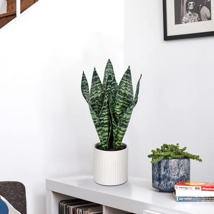 Fake Snake Plant 16" Faux Potted Plant Artificial Snake Plant with White Ceramic Pot Sansevieria Plant Perfect for House Modern Living Room Office Housewarming Gift Indoor Decor