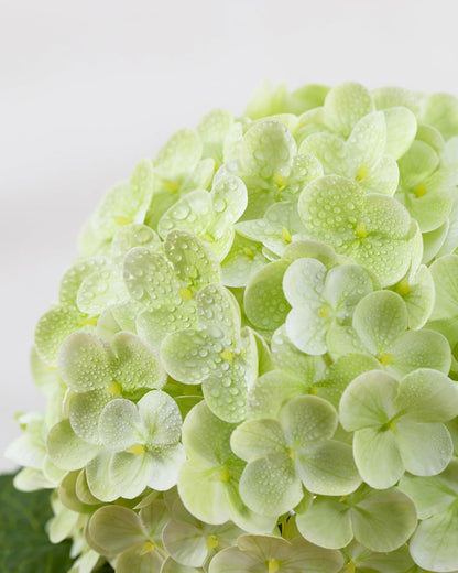 White Artificial Hydrangea Flowers, 4Pcs Real Touch Wedding Stems | Latex Real Touch Hydrangeas Lifelike Hydrangea Flower for Home Wedding Bouquets Centerpieces