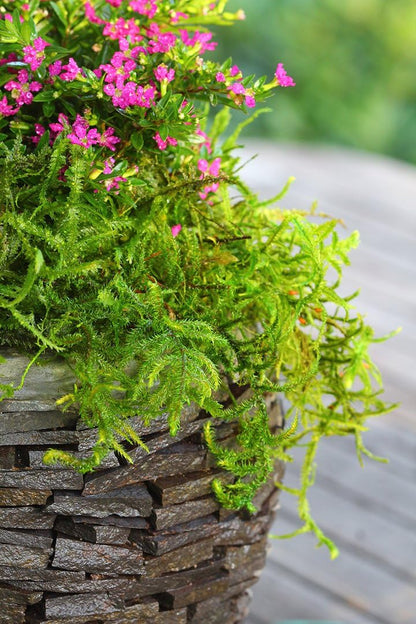(25322) Forest Moss Preserved, Fresh Green, 8oz